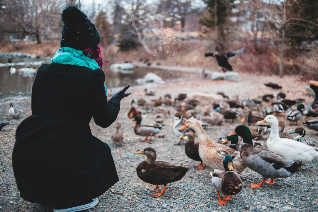 duck feeding by erik mclean